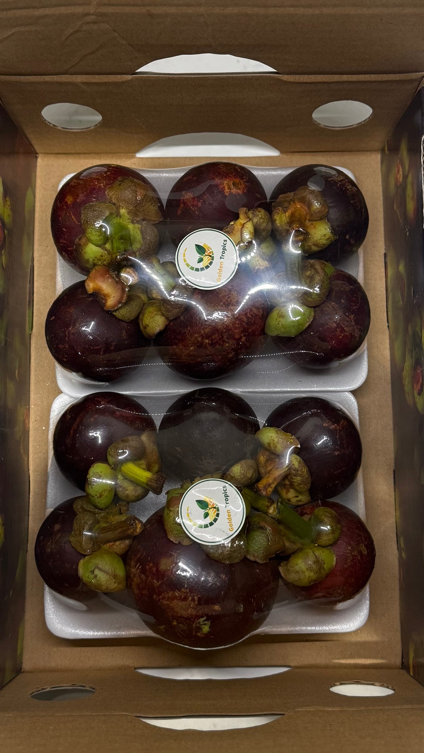Indonesian Mangosteen