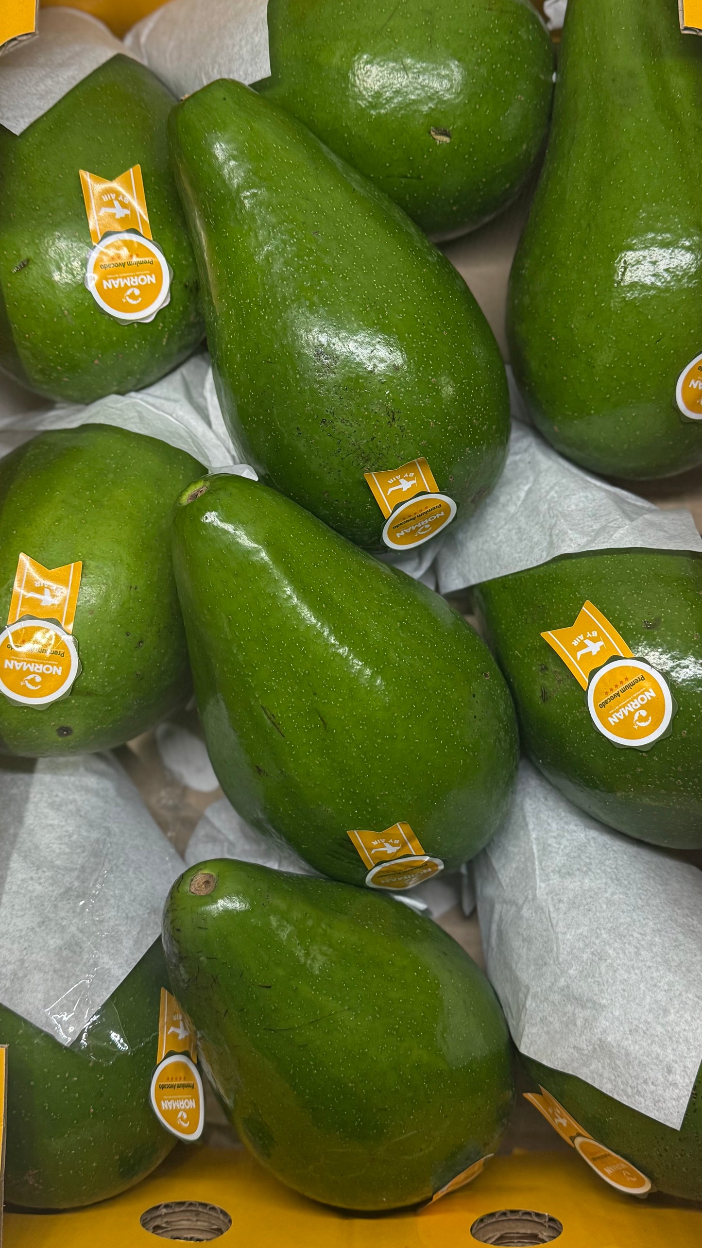 Giant Brazilian Avocado