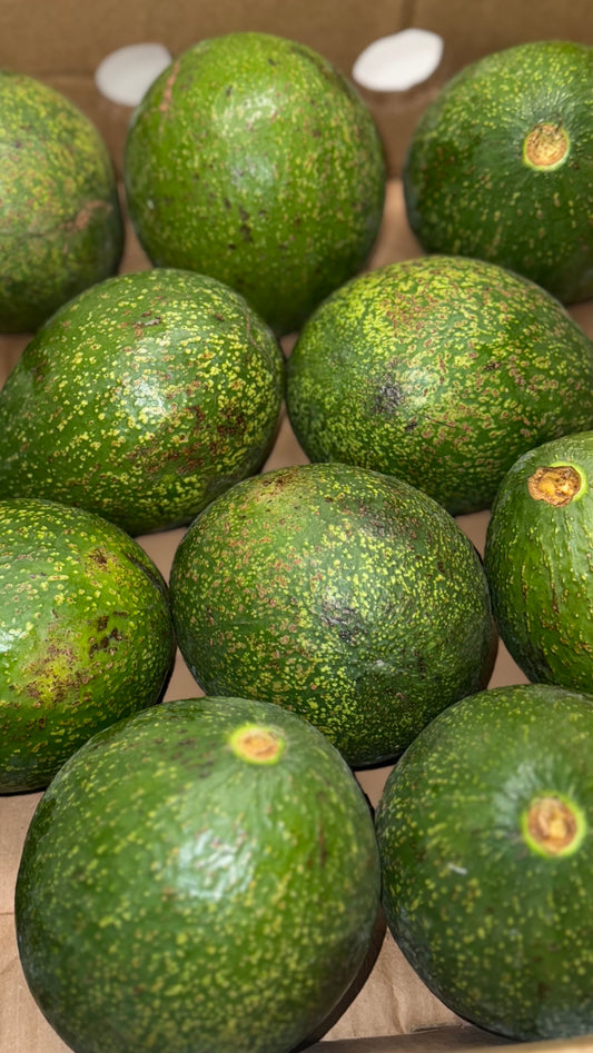 African Avocado
