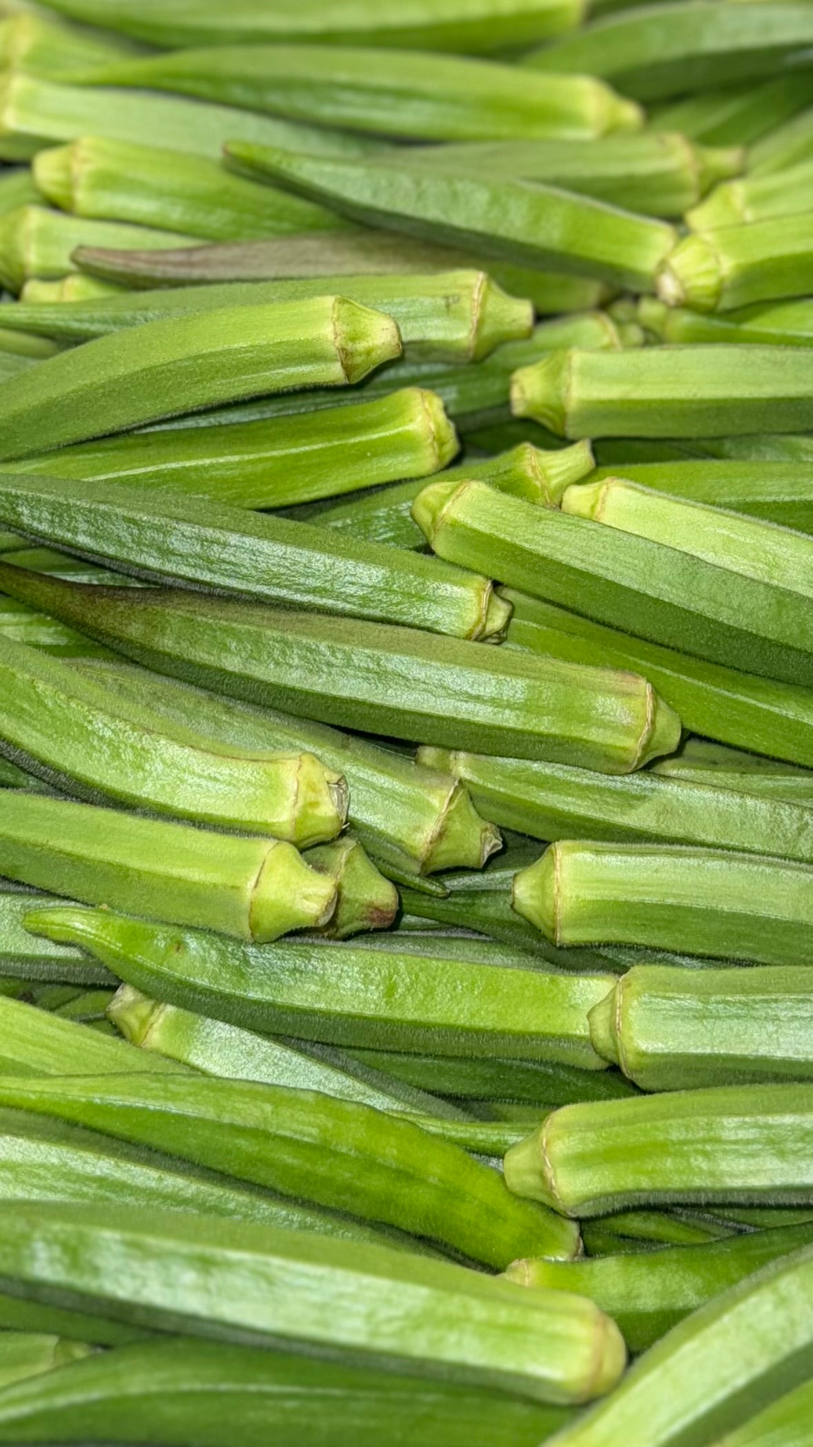 Okra